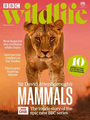 Picture for article BBC Wildlife Magazine April 2024 - Issue 516