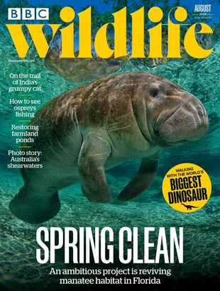 Picture for article BBC Wildlife Magazine August 2023 -Issue 507