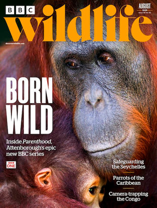 Picture for article BBC Wildlife Magazine August 2025 - Issue 533
