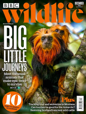BBC Wildlife Magazine December 2023- Issue 511
