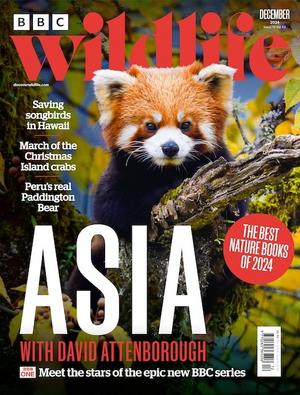 BBC Wildlife Magazine December 2024 - Issue 524