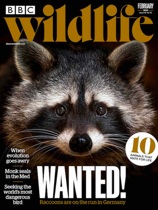 Picture for article BBC Wildlife Magazine February 2024 - Issue 513