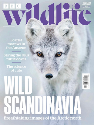 Picture for article BBC Wildlife Magazine January 2025 - Issue 525