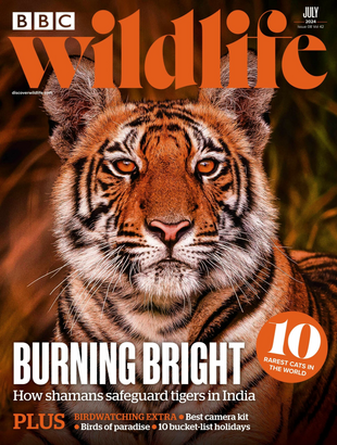 Picture for article BBC Wildlife Magazine June 2024 - Issue 518