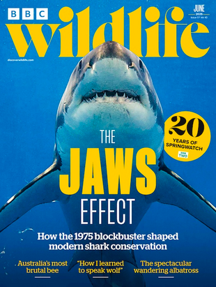 Picture for article BBC Wildlife Magazine June 2025 - Issue 531
