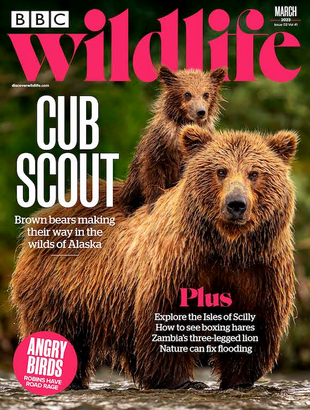 Picture for article BBC Wildlife Magazine March 2023 -Issue 501