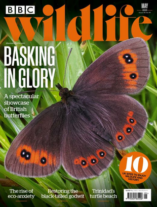 Picture for article BBC Wildlife Magazine May 2023 -Issue 504