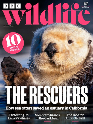 Picture for article BBC Wildlife Magazine May 2025 - Issue 530