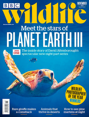 Picture for article BBC Wildlife Magazine November 2023- Issue 510
