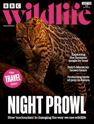 Picture for article BBC Wildlife Magazine November 2025 - Issue 536