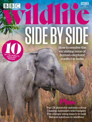 Picture for article BBC Wildlife Magazine October 2023- Issue 509