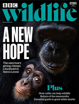 Picture for article BBC Wildlife Magazine October 2024 - Issue 522