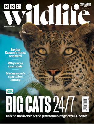 Picture for article BBC Wildlife Magazine September 2024 - Issue 521