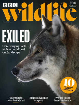 Picture for article BBC Wildlife Magazine Spring 2024 - Issue 515