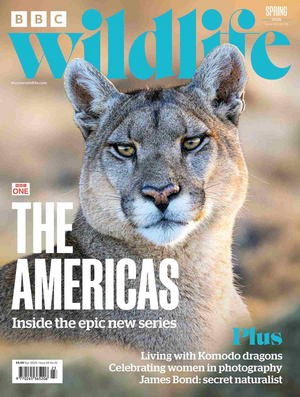 BBC Wildlife Magazine Spring 2025 - Issue 528